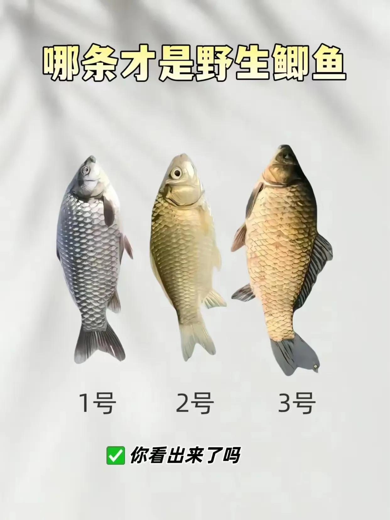 我敢打赌！一般人看不出来，能看出来的都是钓龄至少十年以上的高手。[赞]