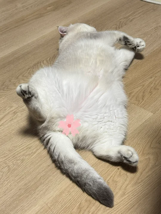 猫旧了，开线儿了