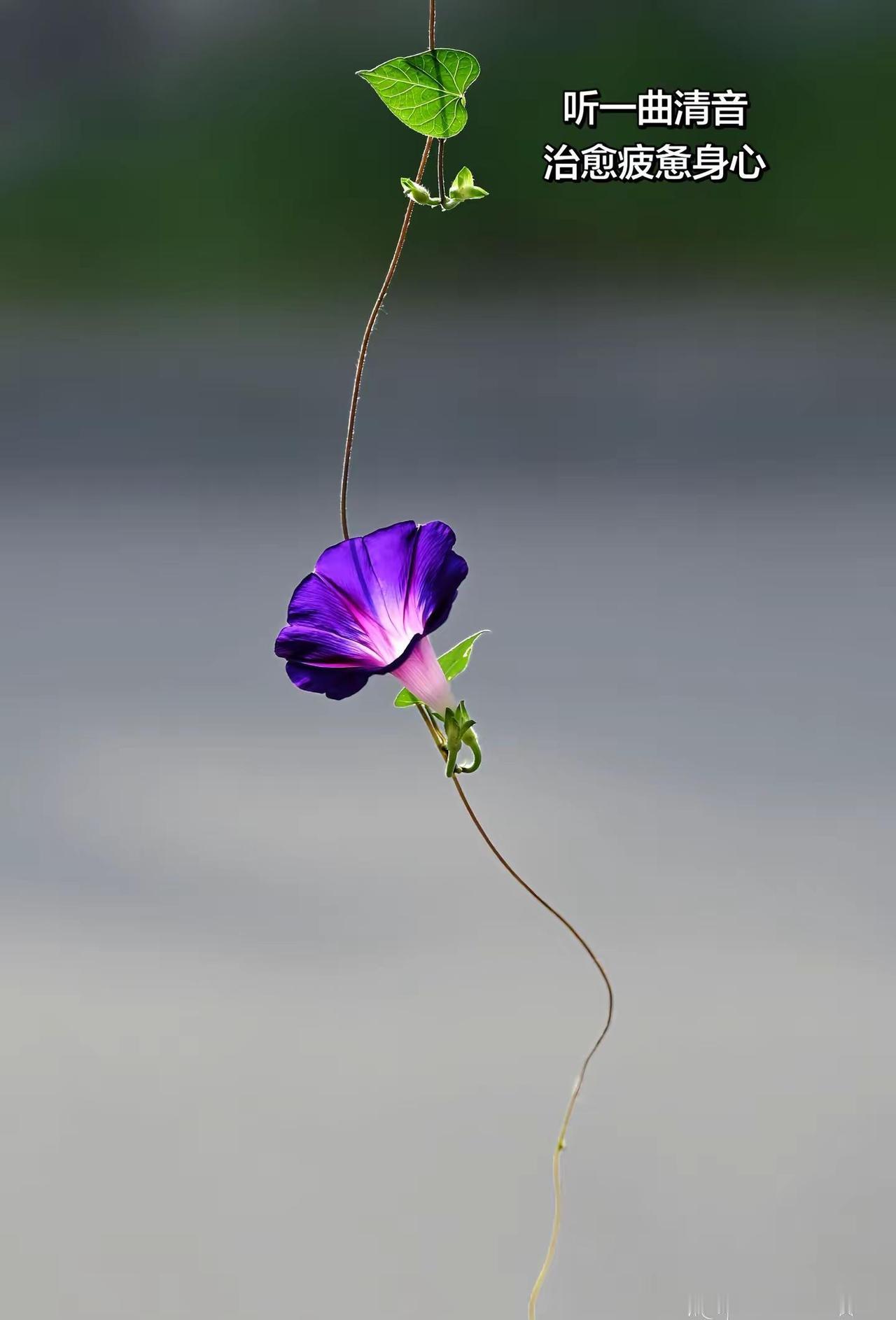 当光吻过牵牛的清芳 秋天便有了形状…拍花也是一种自愈 植物摄影的治愈瞬间 治愈纯