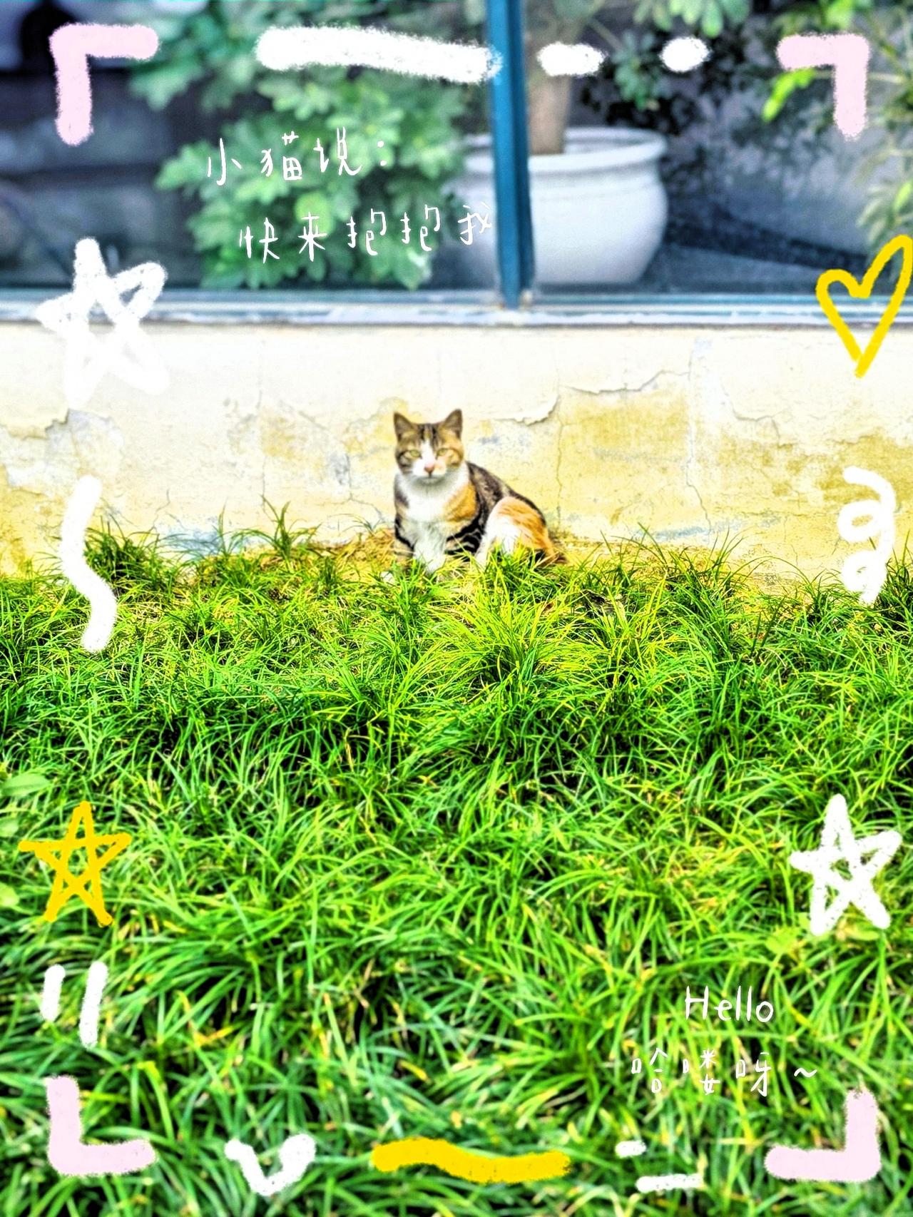 我能有什么
坏心思呢？

就想随手拍一张～

这猫咪好配合，
沿着墙角慢慢走。