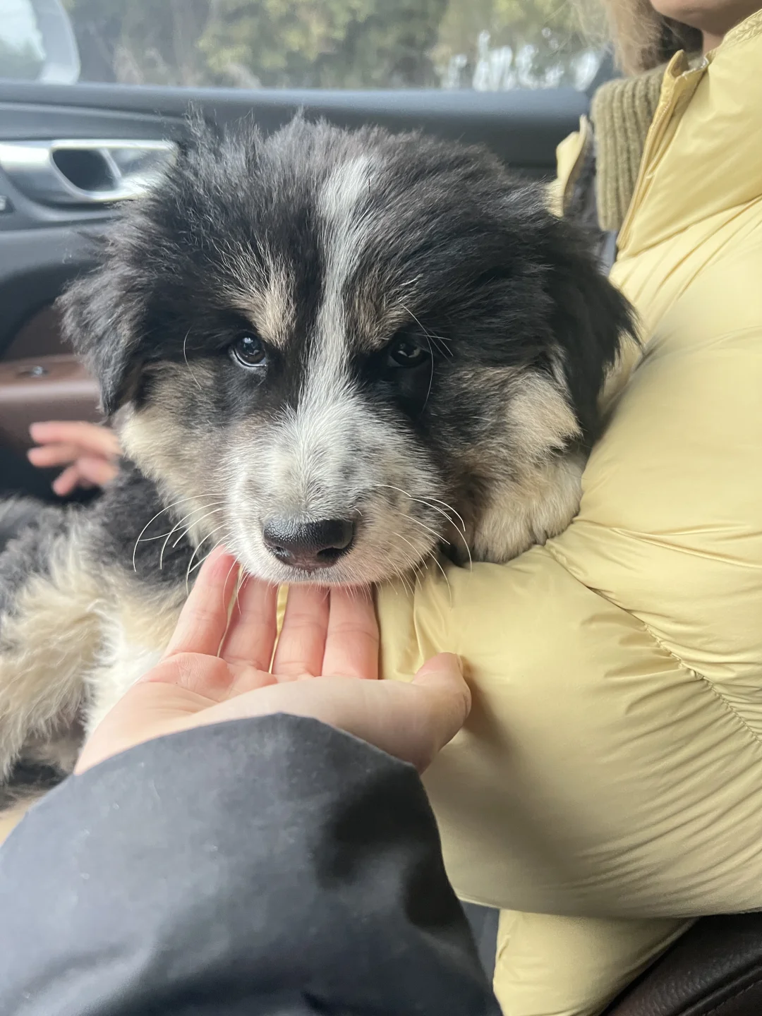 坐车不晕车小狗领养