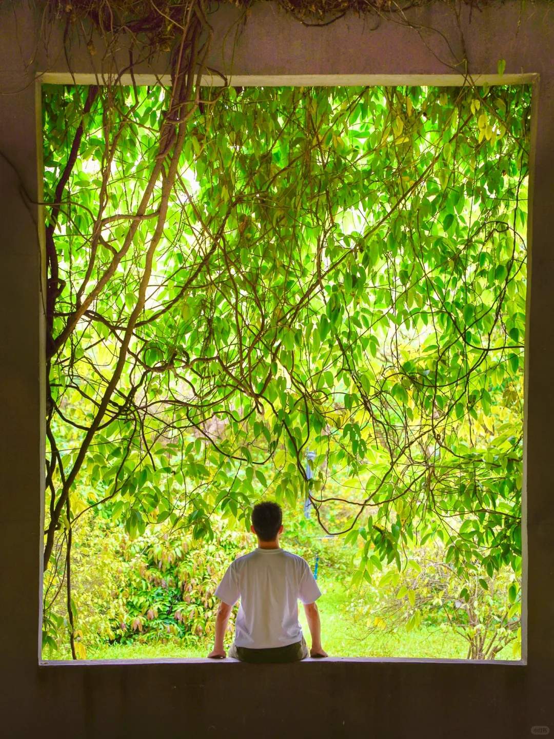 你可以永远相信华南植物园的春天🌳