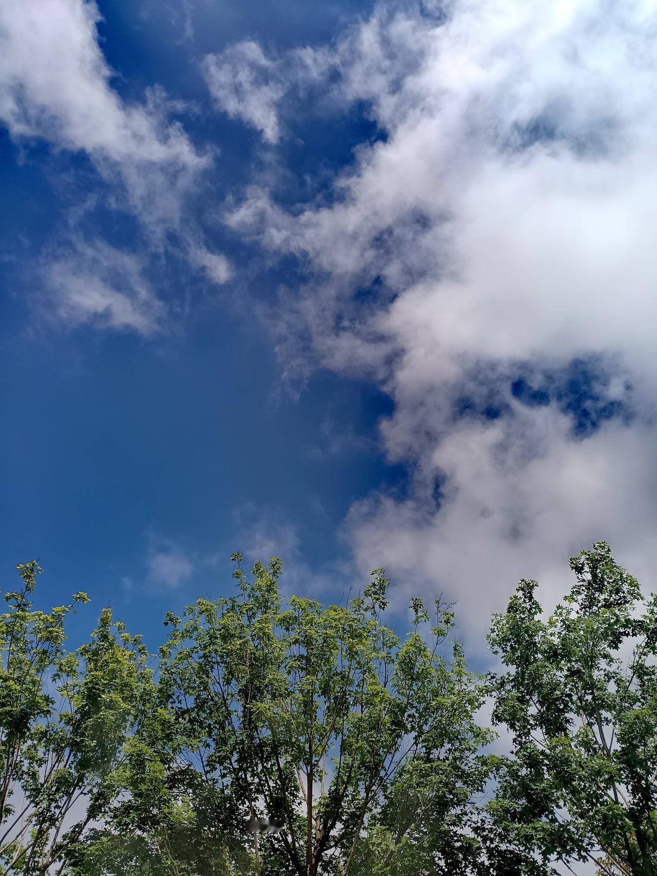 澄澈蓝天漫飘柔云，绿树仰头仰望晴空，风漫林间，偷享这份悠闲惬意的夏日时光。