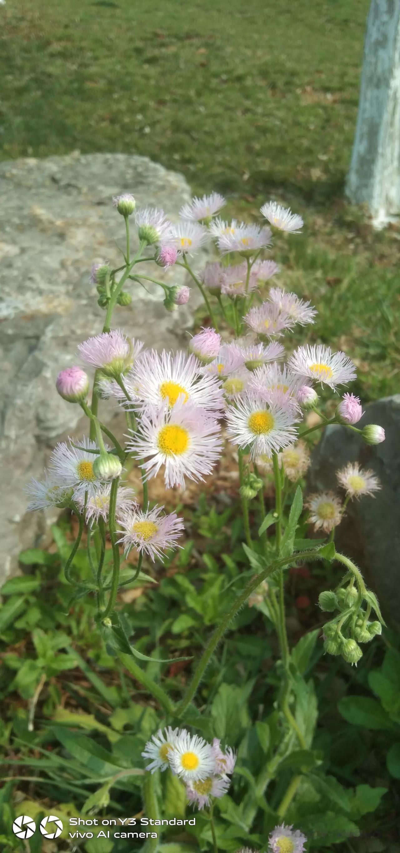 这些野花虽矮，但给大自然点缀一道亮丽的风景，旁边有人看手加，有人彩路，只要不下雨