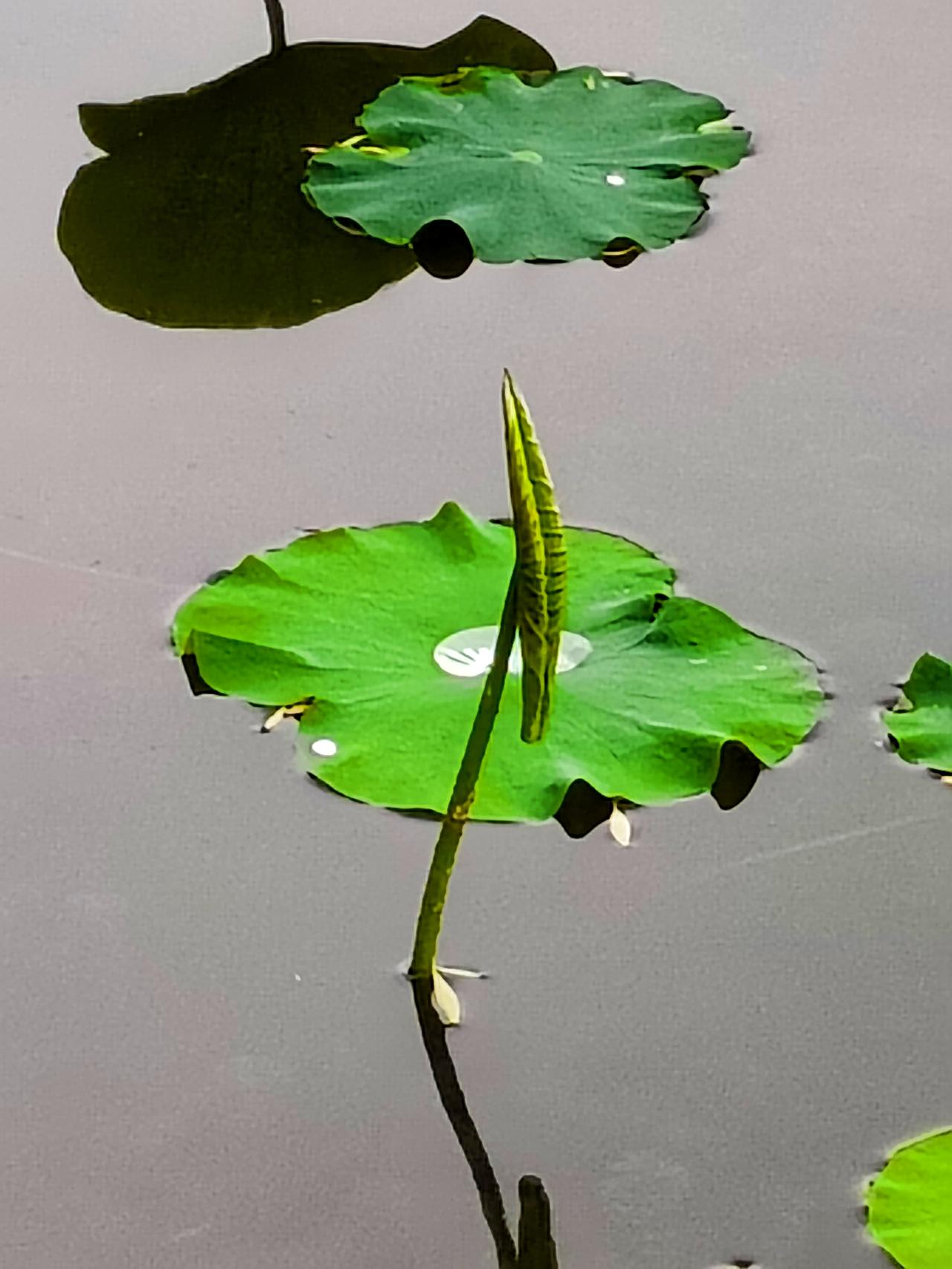 小荷才露尖尖角
预报有雨没去远处，到家附近的莲花池遛遛。初夏时节，莲花池的荷花一