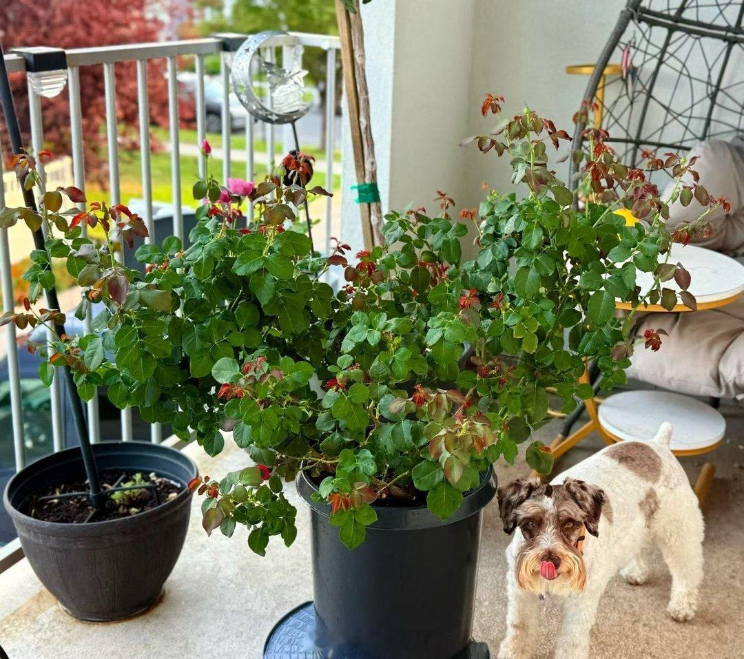 乖妈说：“新开出来的花比前面几次更美，这已经是五月份以来复花第四次了。天使之脸复