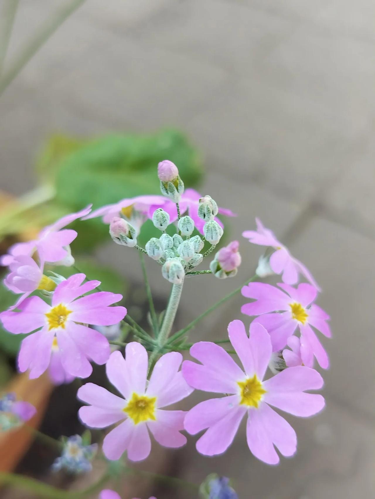 太阳花，向着太阳而生的花，追逐着春天的脚步。儿时在妈妈的陪伴下，在外婆家的田间地