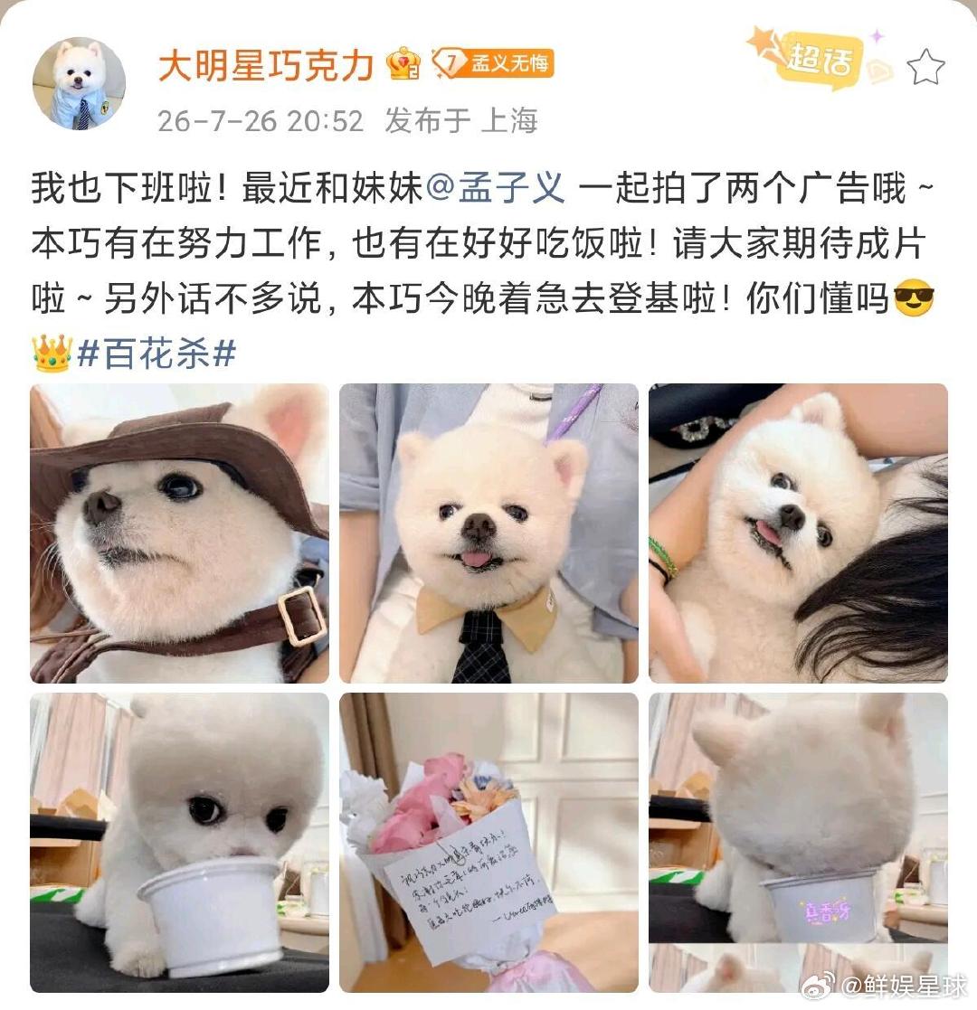孟子义和巧克力一起拍了两个广告孟子义带狗一起拍了两个广告 孟子义还有五部待播作品