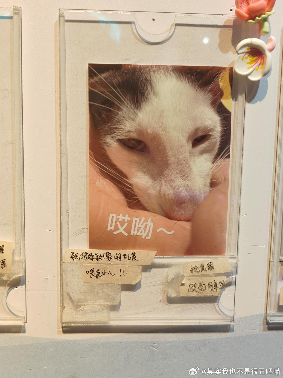 49568【丑猫】猫咖偶遇邪恶款多比 