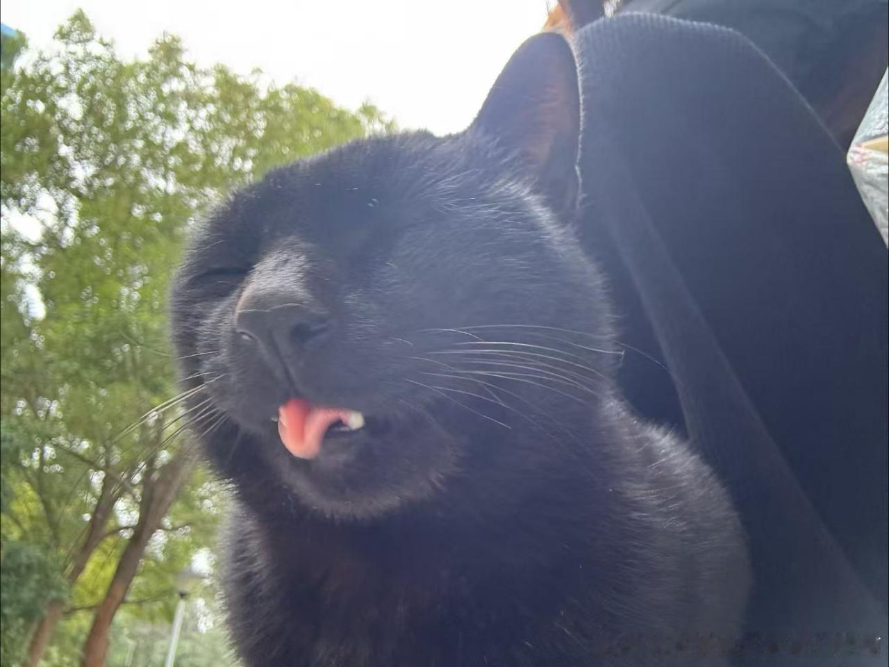 49350【丑猫】学校里的小黑猫 