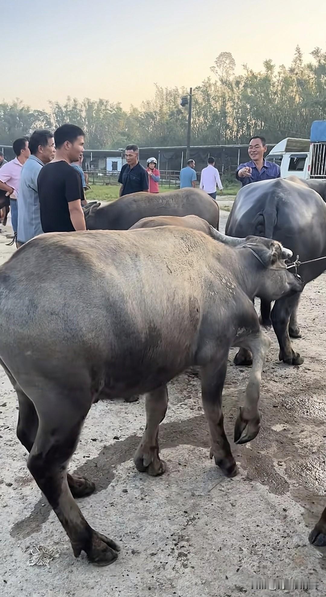 带定位聊本地新鲜事买一头牛，送条牛腿