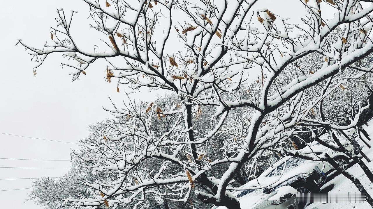 雪压枝不低，迎雪待春来。
一身傲骨气，不枉来世间！
——有感