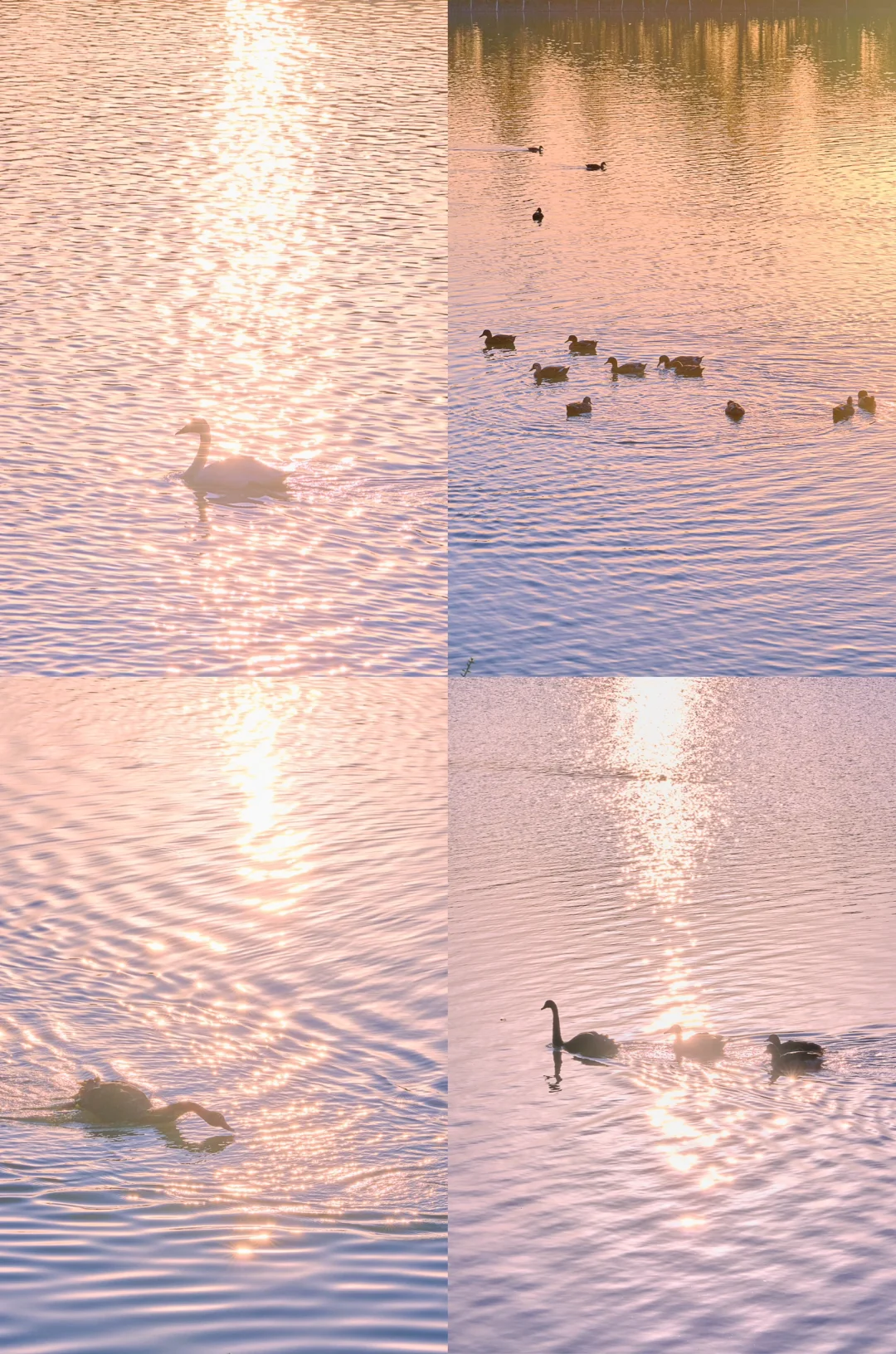 日落前的温柔，南昌天鹅湖世纪晚霞🦢🌟