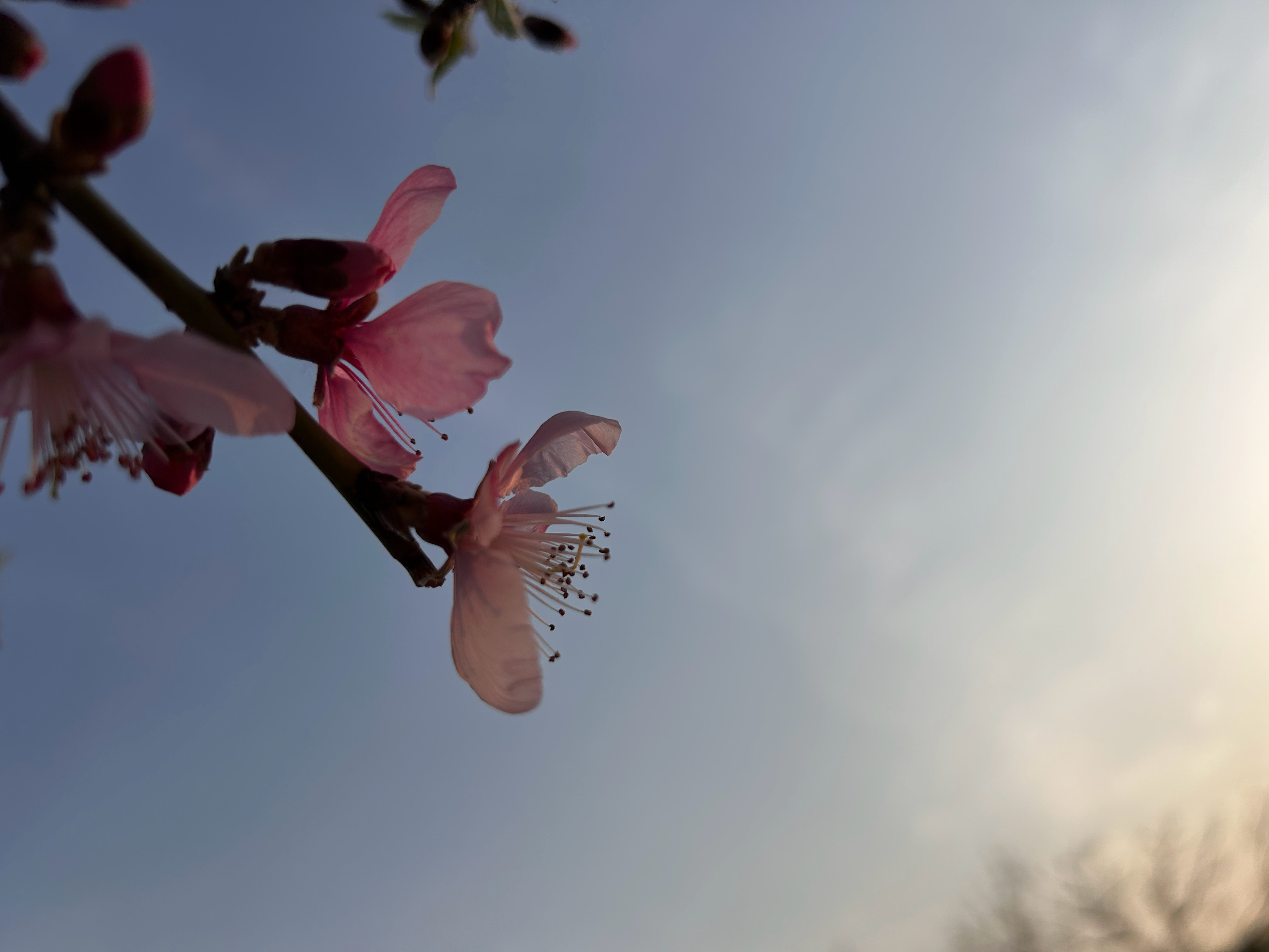 就在京域梨园，就像从来不言的花儿一样，把芬芳洒了人间。园区里黄灿灿的油菜花、桃花