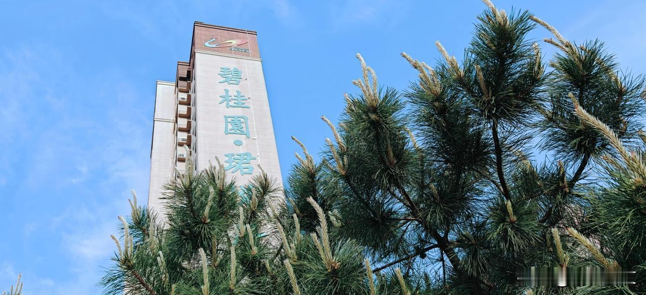 来一张你随手拍的树吧高楼下的松树，在温暖的春日里催发出新枝，蓬勃向上。