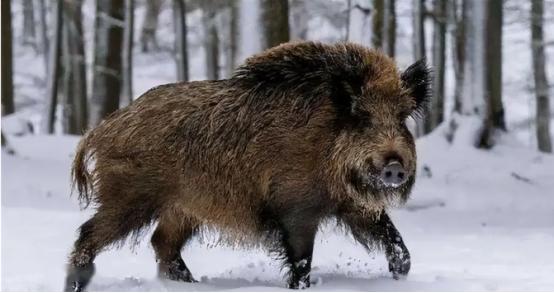 很多人都不知道，遇到野猪千万不能跑，更不能装死。野猪虽凶猛，但也有致命弱点，只要