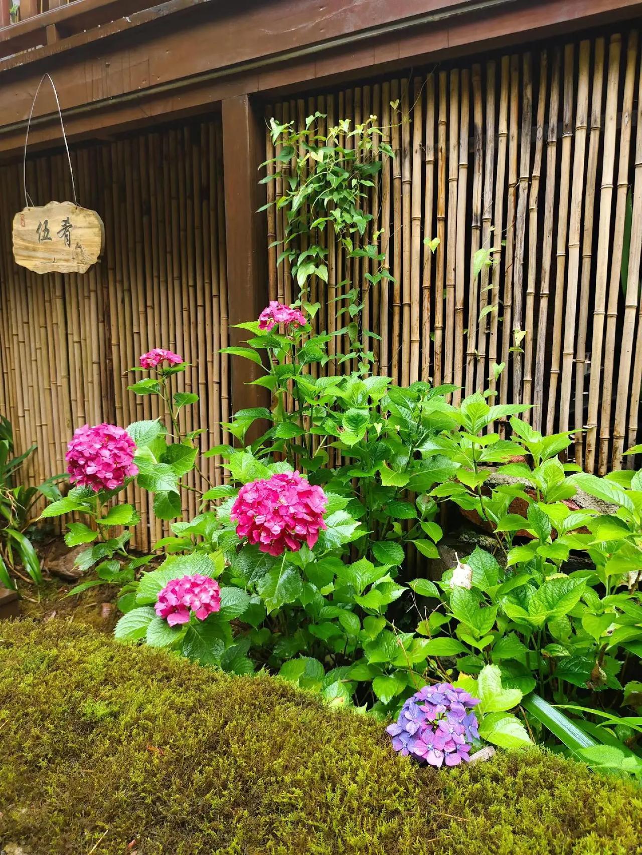 吃喝玩乐分享计划 花园调色板