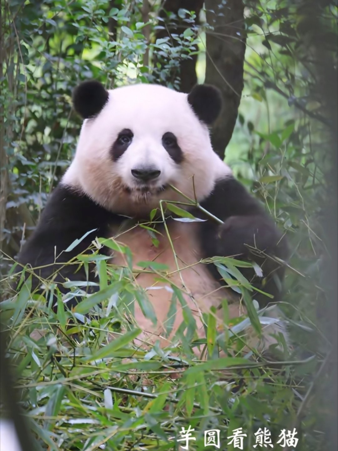 还是奶呼呼的呀宝宝 