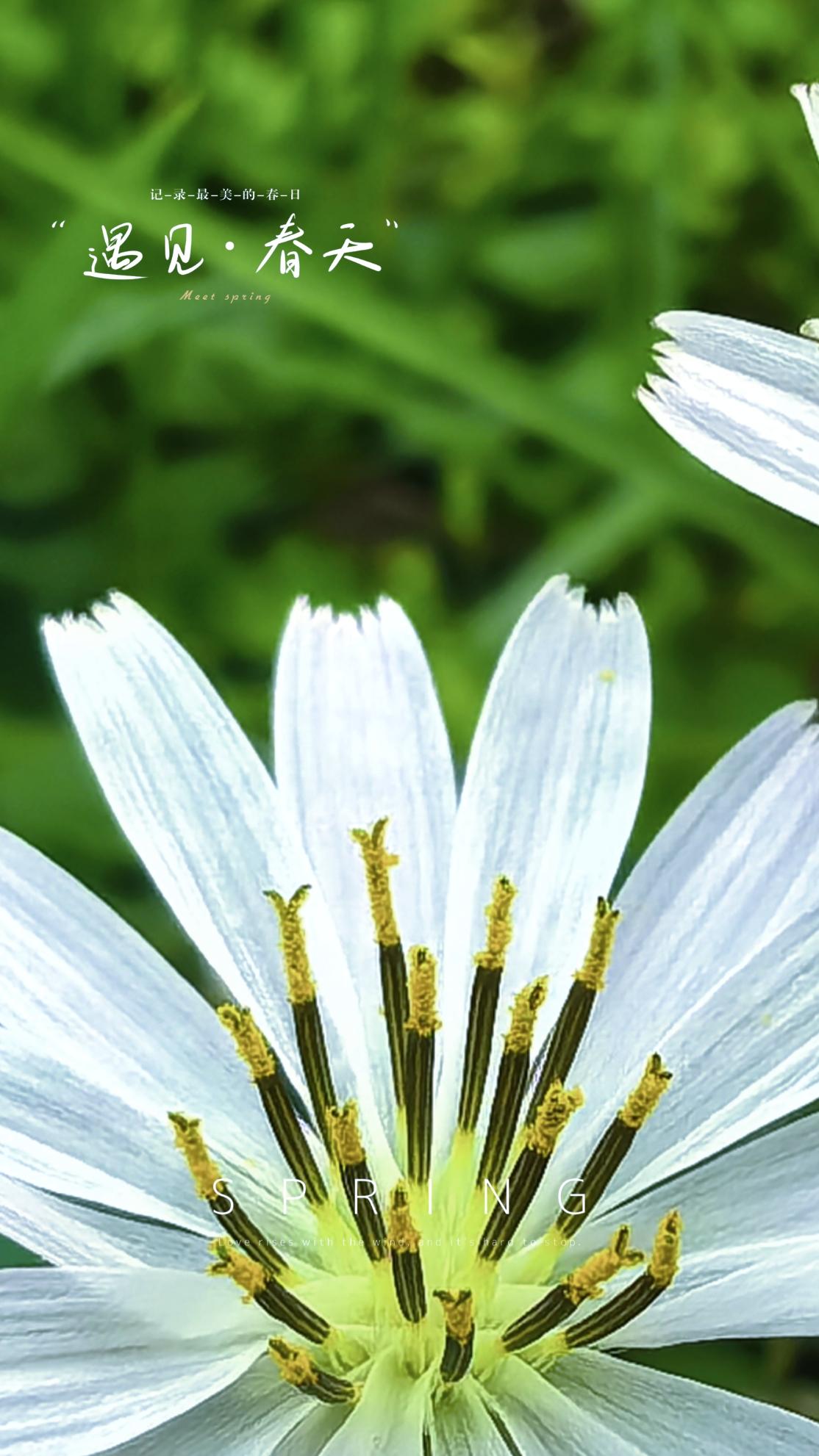 手机原创摄影 花粉 小野花 樱花栾树 樱花
