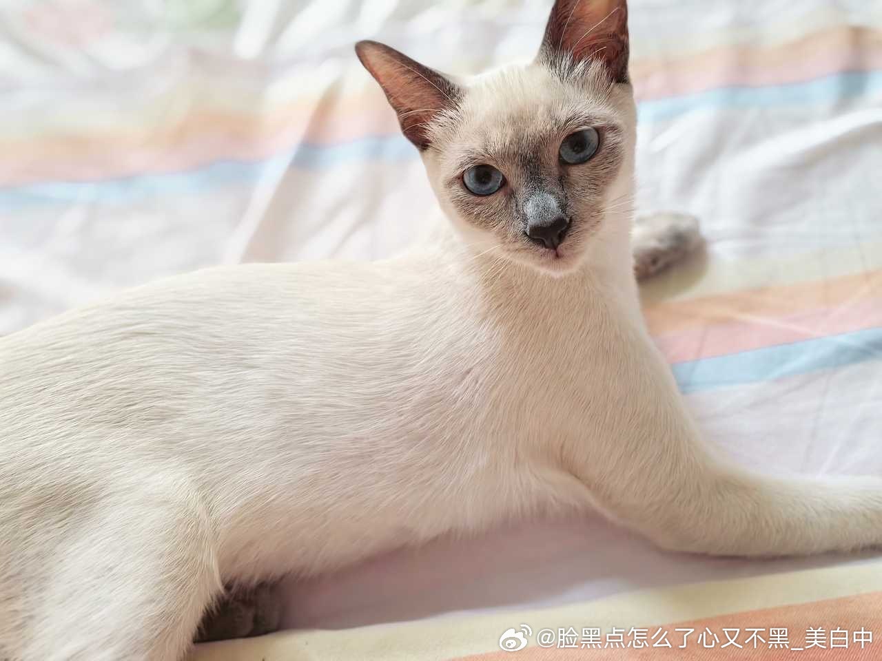 4014只黑脸【醒／图】美白中 