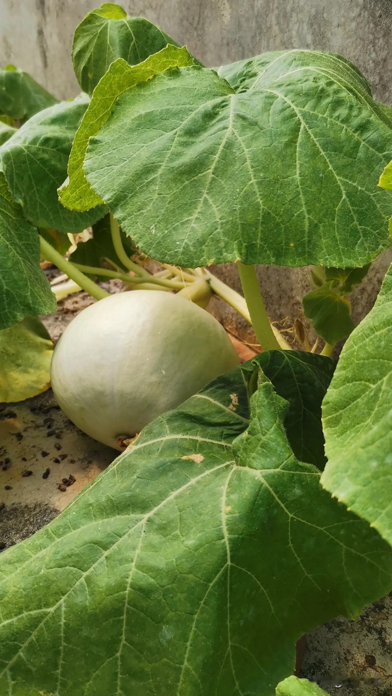 在楼顶上种菜过日子，夏天也太太太热了，从早晒到晚一整天，一点云彩都没有。
   