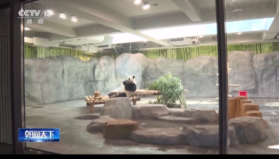 萌兰也是用上智能家居了咱就是说萌兰彻底过上好日子啦！北京动物园熊猫新馆终于对外开