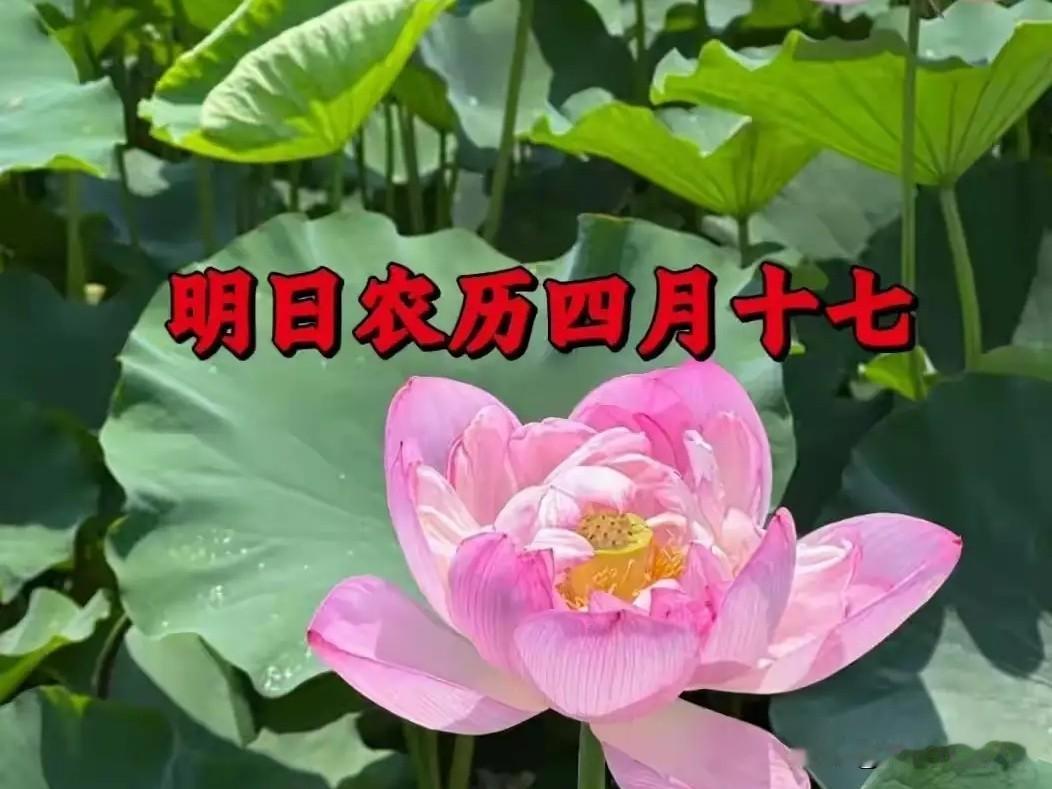 明日四月十七“满日”，老人劝：两件事不做，全家福气多
 
明天是农历四月十七，老