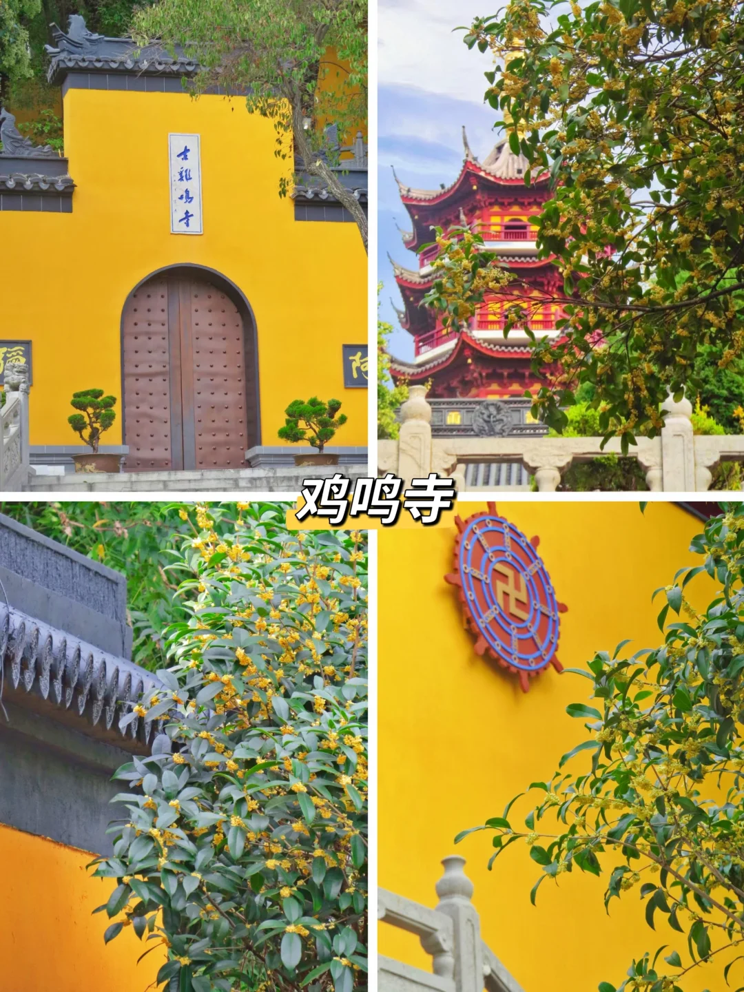 国庆假期来南京，别错过这9个桂花观赏地