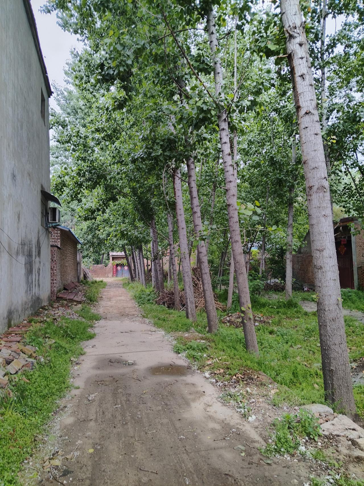 雨后的早晨也透露着那份宁静。
远方的那份新意感，也可以在雨后的清晨捕捉得到。
在