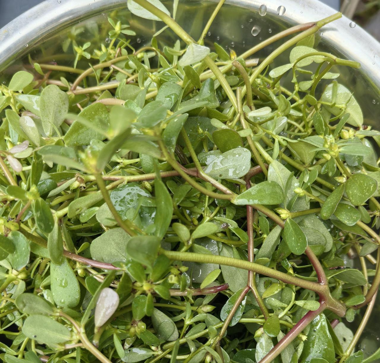 这种鲜嫩的野菜，只有现在这个季节才有。怎么做好吃呢？

刚刚在院子里除草，发现有