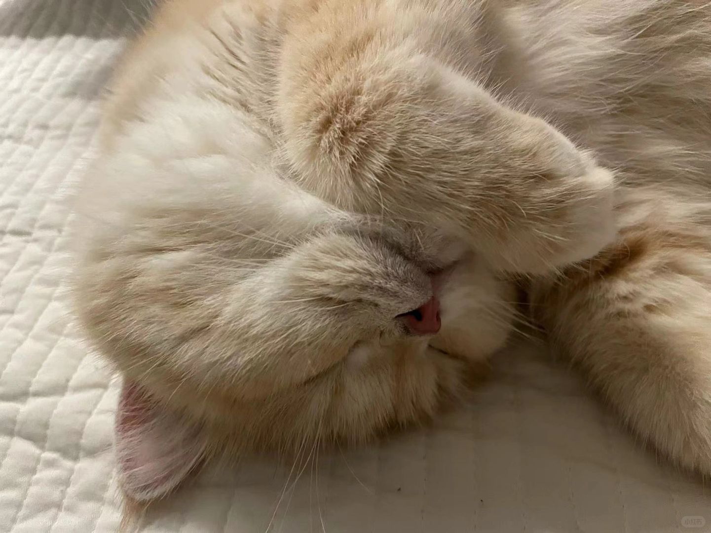 有人不喜欢看小猫睡觉嘛👀