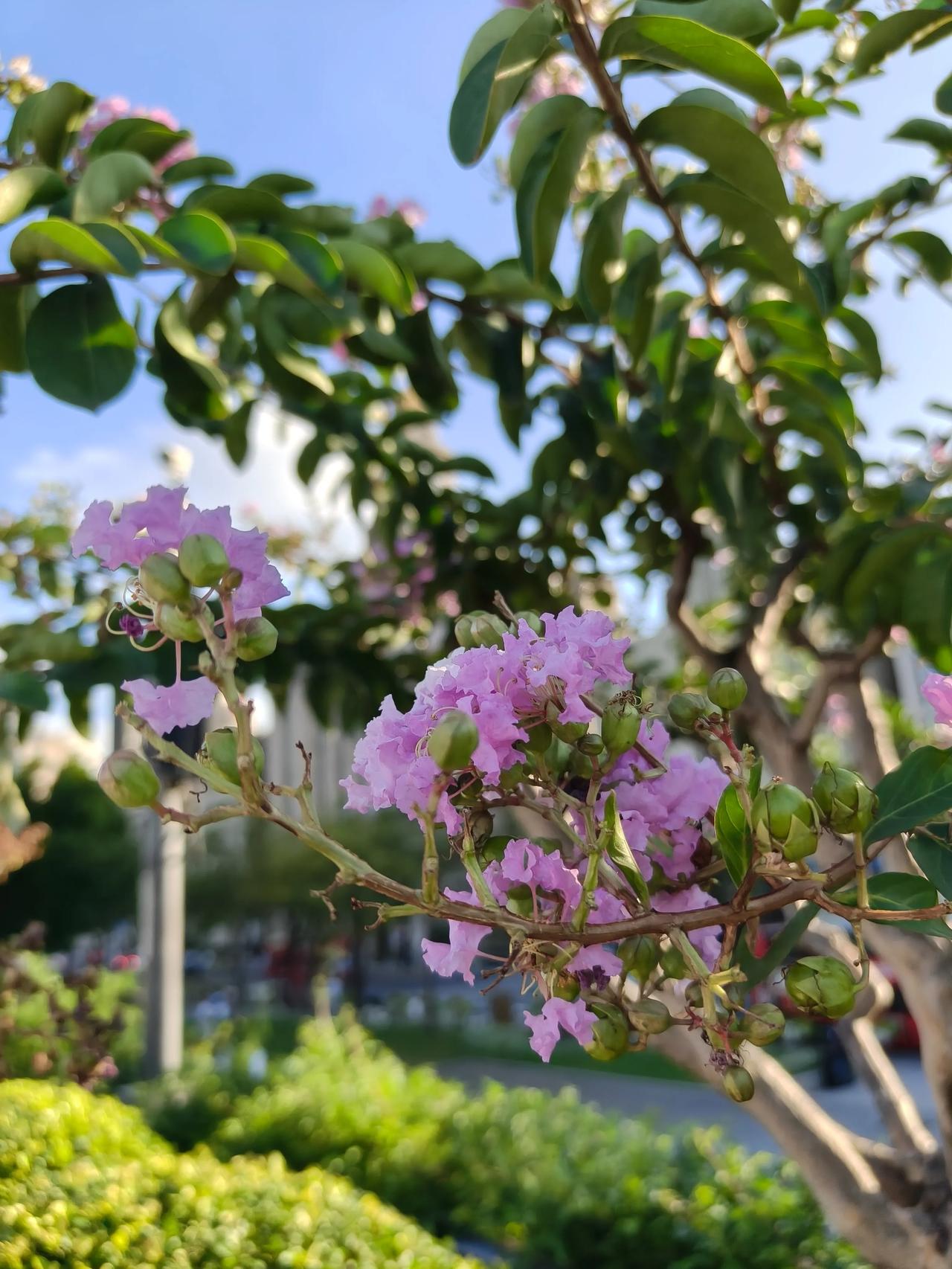今天傍晚🌆去了趟外滩
拍紫薇花🌸还是去得晚了点，
要是上周或是上上周，
应该