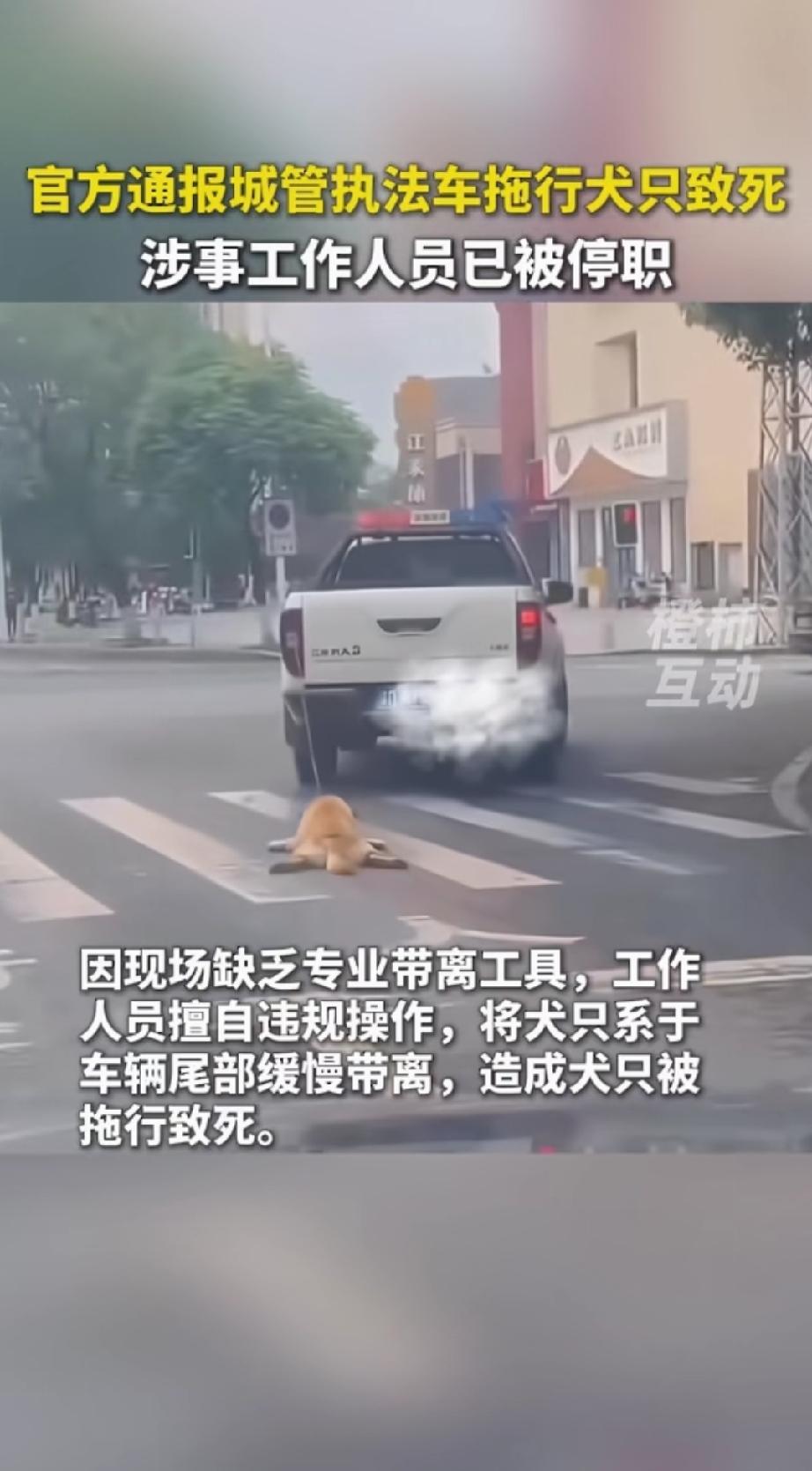一只成色好看的壮硕狗狗，就这样被拖行致死[酸]！
涉事人员已经被停职，大概率是风