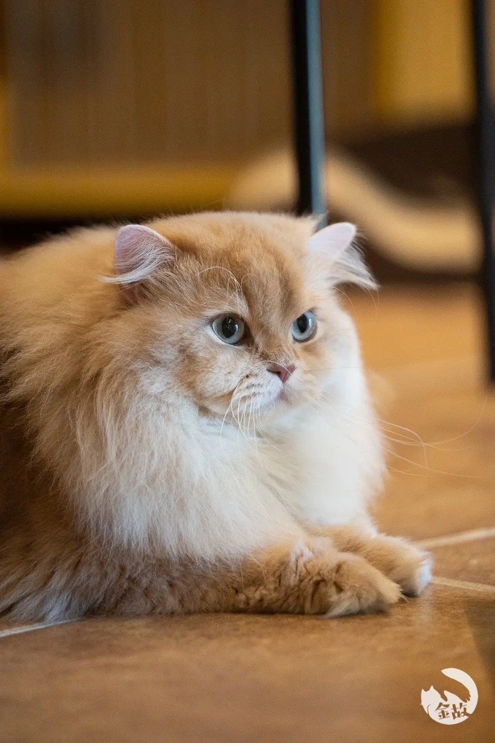 妹妹之家的弟弟们近照～（部分）