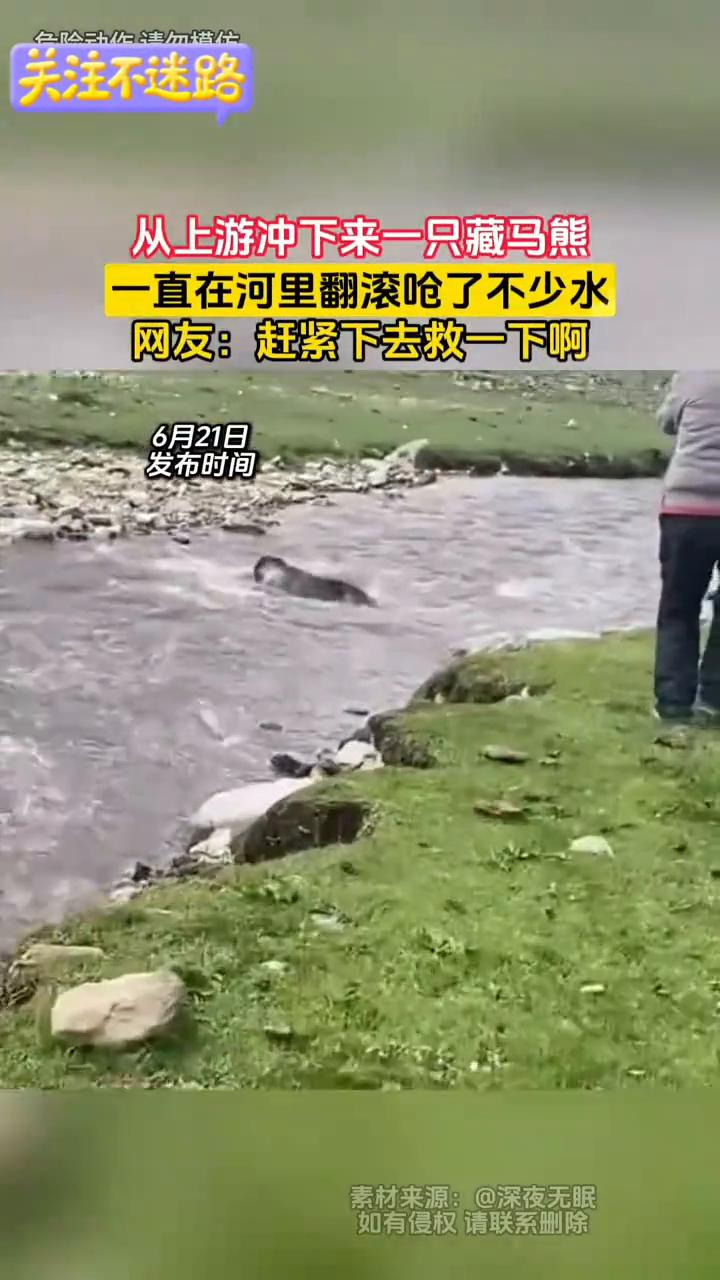 从上游冲下来一只藏马熊，一直在河里翻滚呛了不少水。网友：赶紧下去救一下。
素材来
