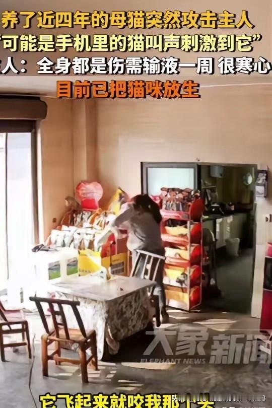 太可怕了！”重庆，养了4年的家猫突然跳起来攻击女子，使劲咬着女子的头、耳朵，抓的