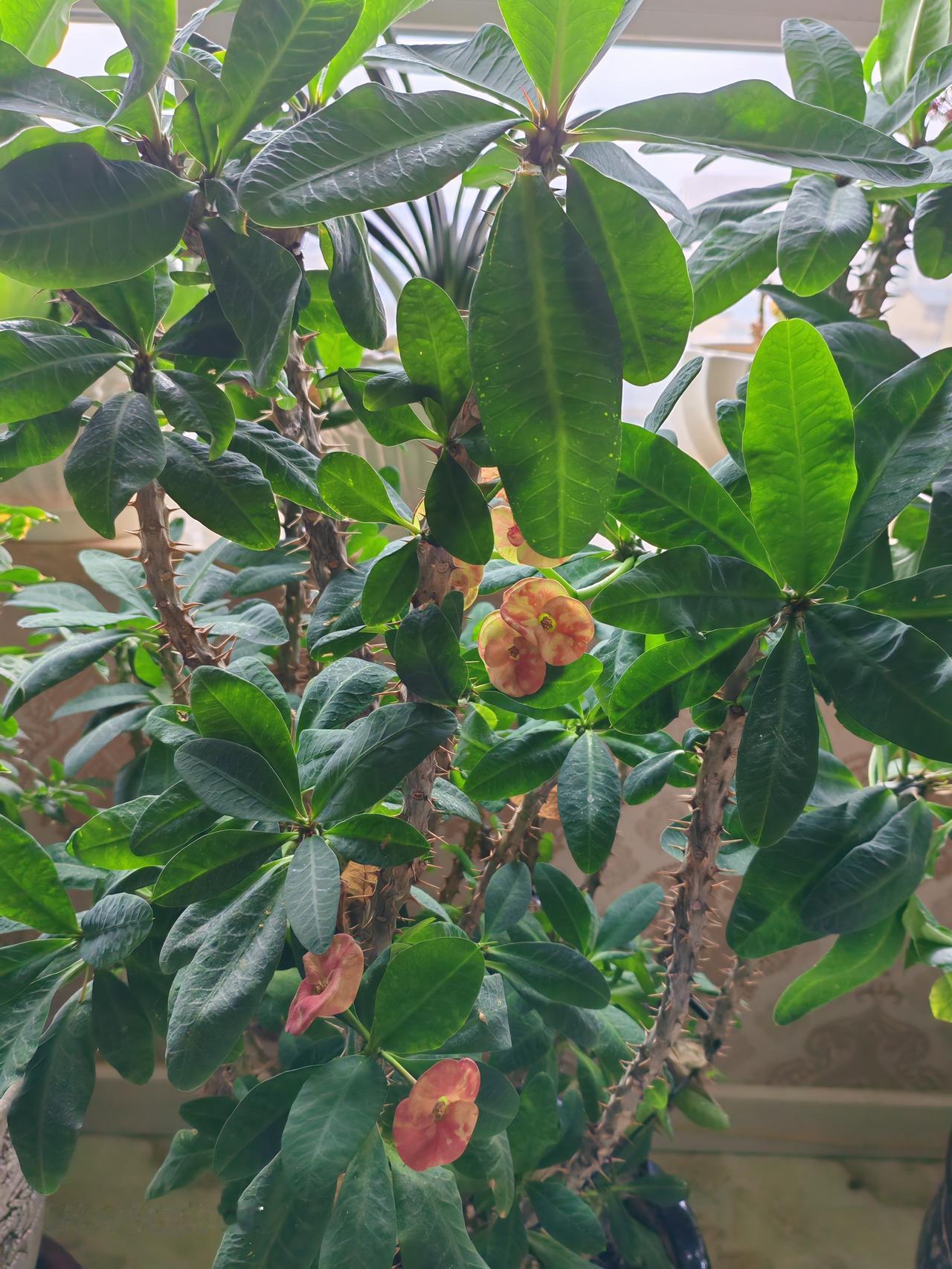 看一看花开花落。