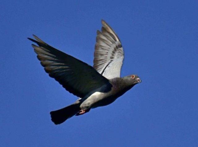 罗布泊一次核试验中，我国放飞50只军鸽，结果只回来45只。科研人员不知道的是，没