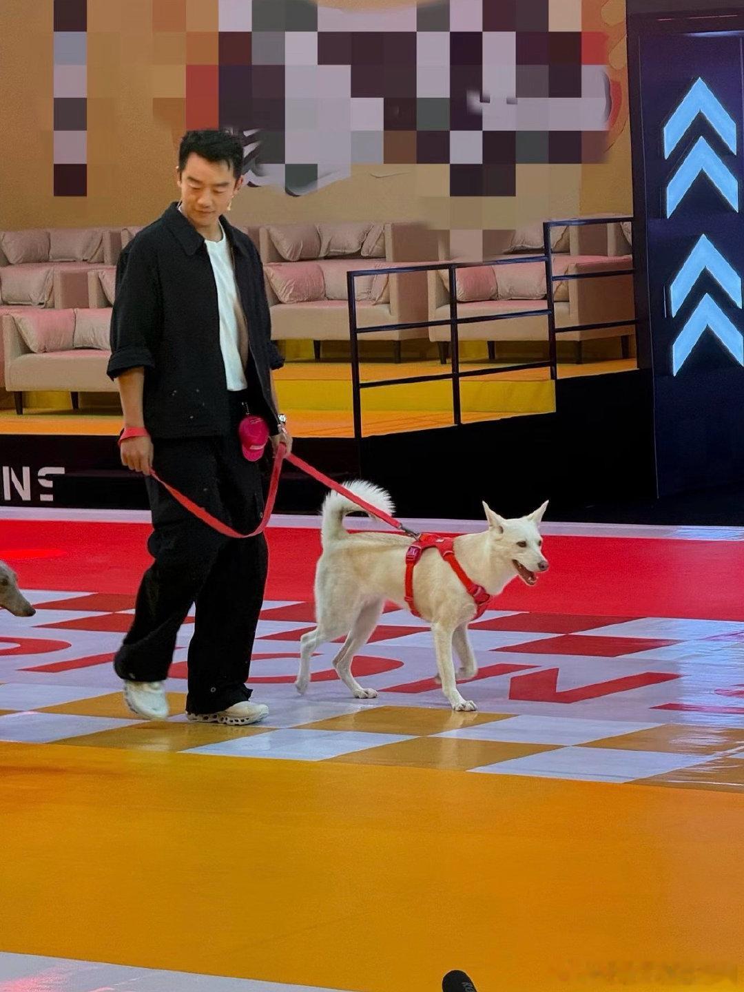 郑恺官宣DHC品牌新身份 给我家猫猫选营养补给总怕踩雷，看到郑恺代言的 DHC 