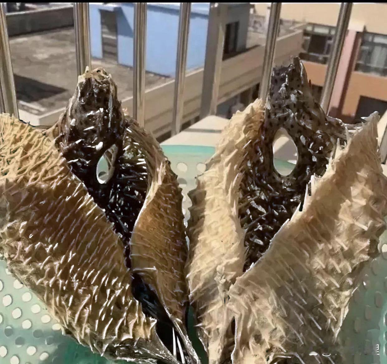 去楼顶晒被子，看到邻居嗮的东西，不知道是啥，腥臭腥臭的，还浑身是刺！ ​​​