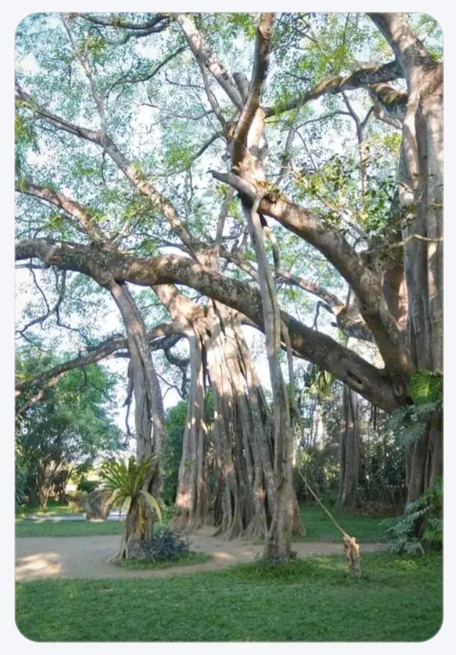 西双版纳的公园成了东北人的表演场！
     西双版纳的雨林公园天天人流如织、热