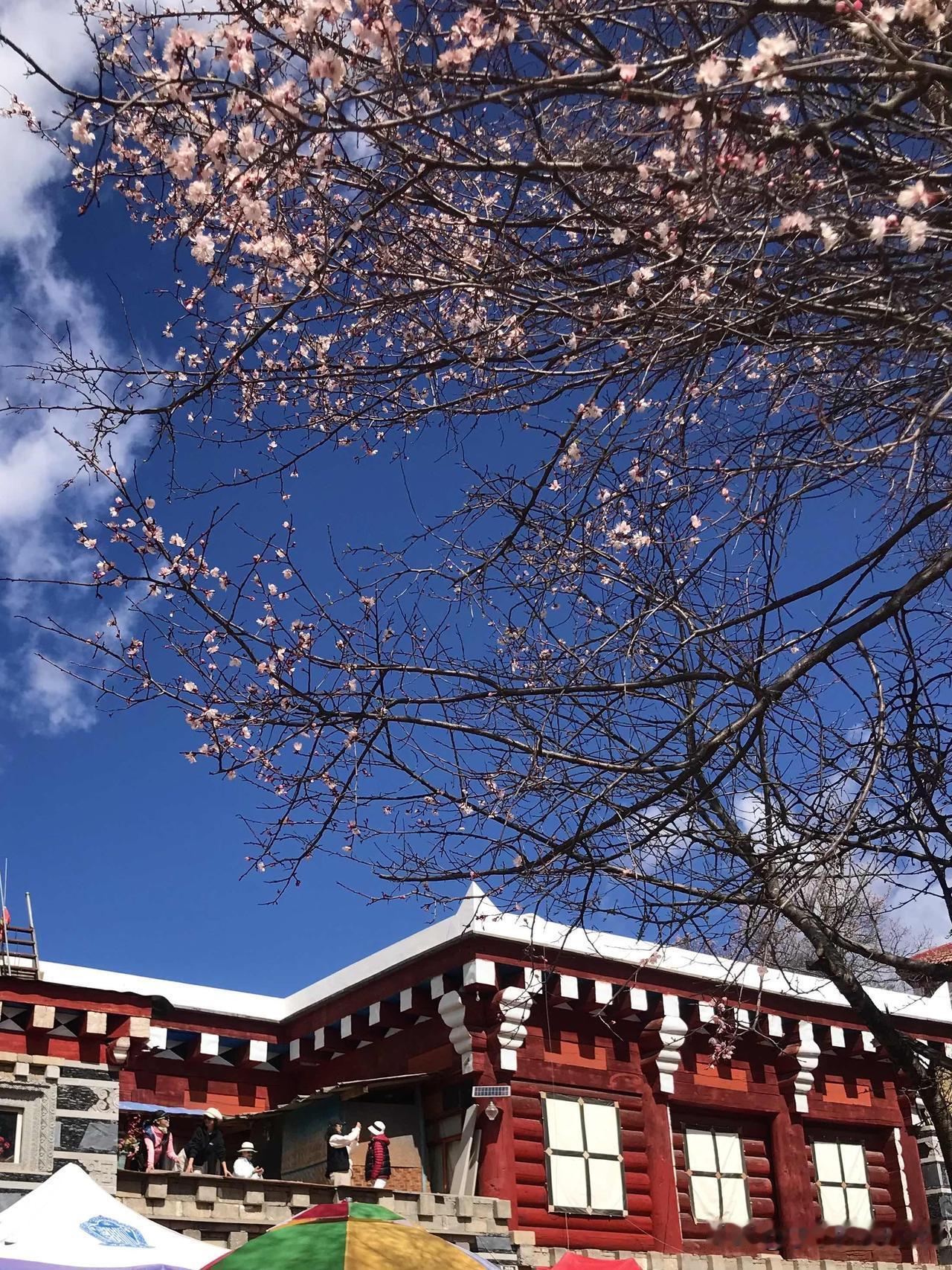 然后我们驱车去了麻湾村观赏杏花，因为麻湾村是杏花节的主会场，据说那里有成千上万亩