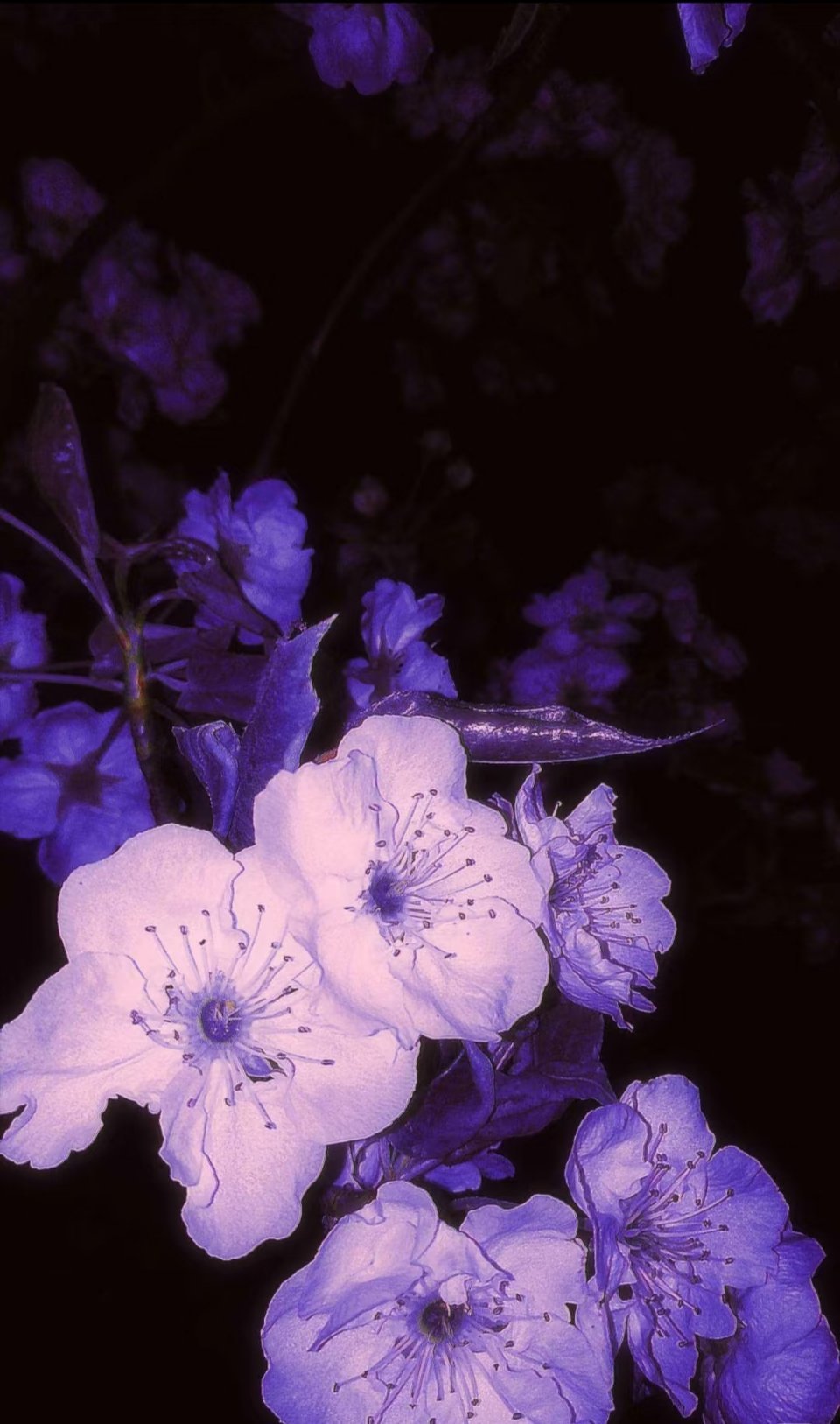 背景图 紫｜🎡⋆ ⚘̷ .ﾟ⛪⋆𖤐₊ 💜-愧疚，是灵魂在每一个雨天前都隐隐