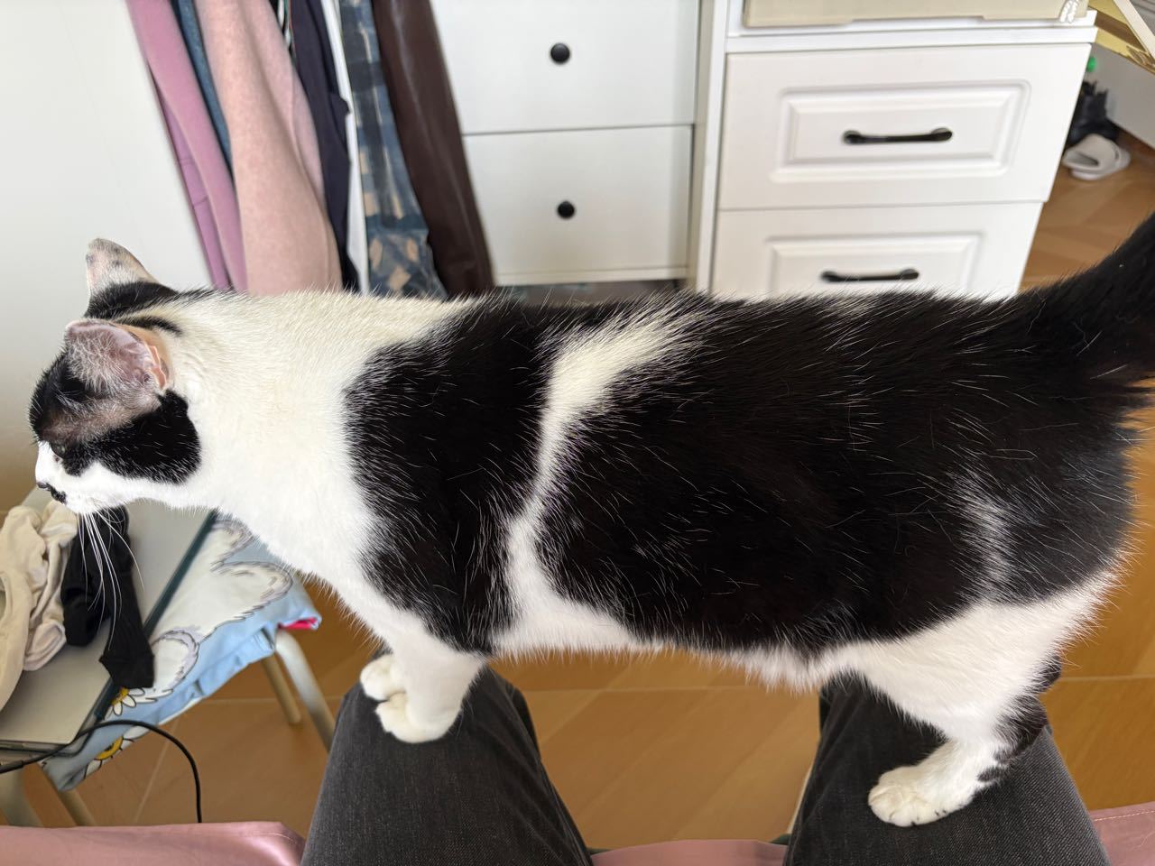 扁担偏要绑在板凳上…daily奶牛猫 （投稿：）