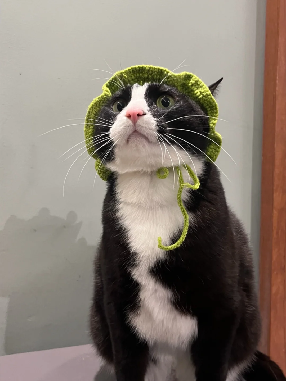 小猫我呀，今天是绿色的