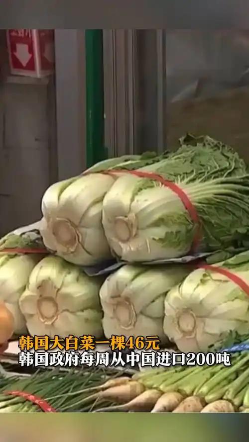 “中国要被我们拖垮了！”2024年，韩国上千人拒绝吃从中国进口的中国白菜，本想给