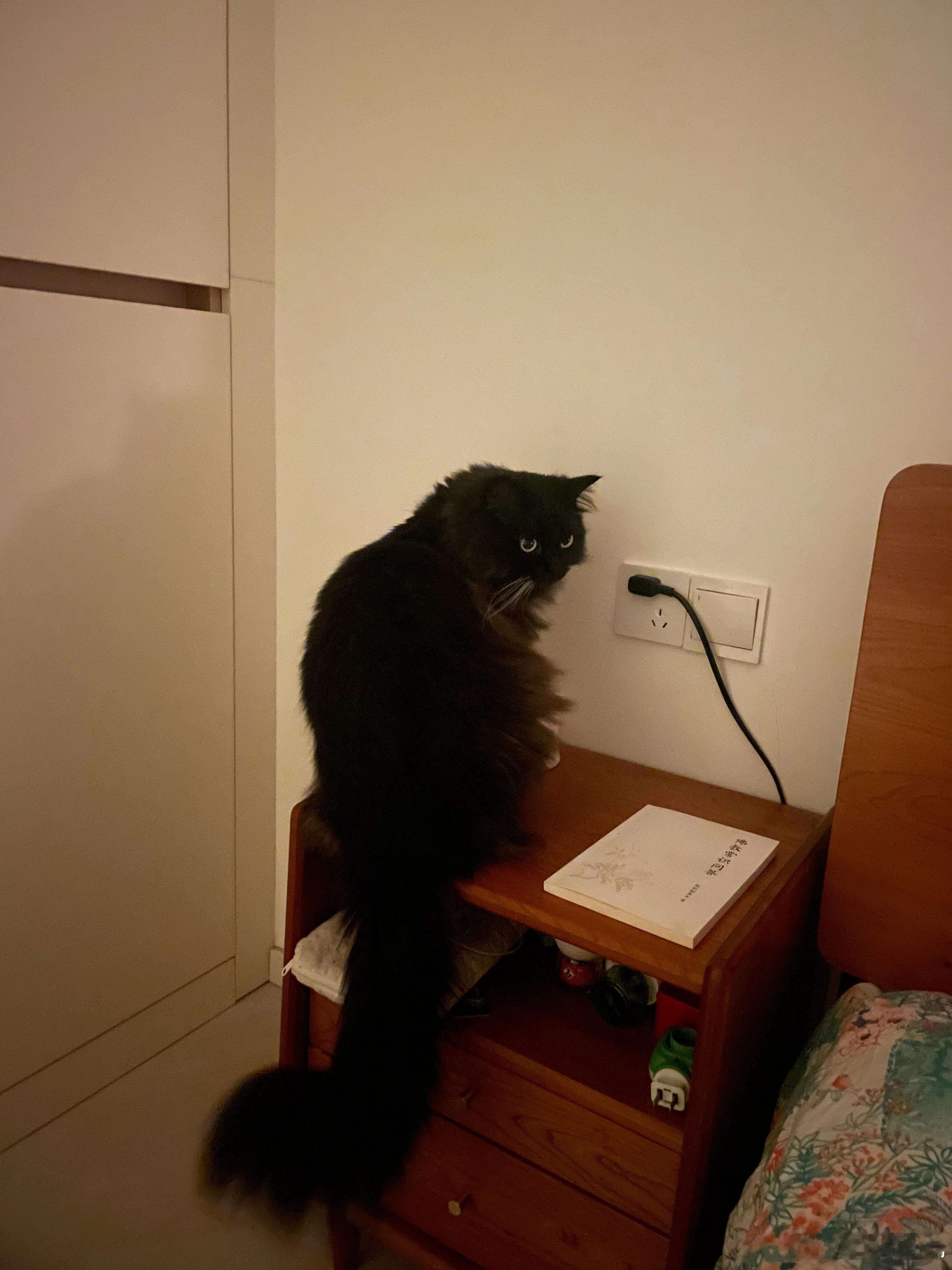 华丽大猫 