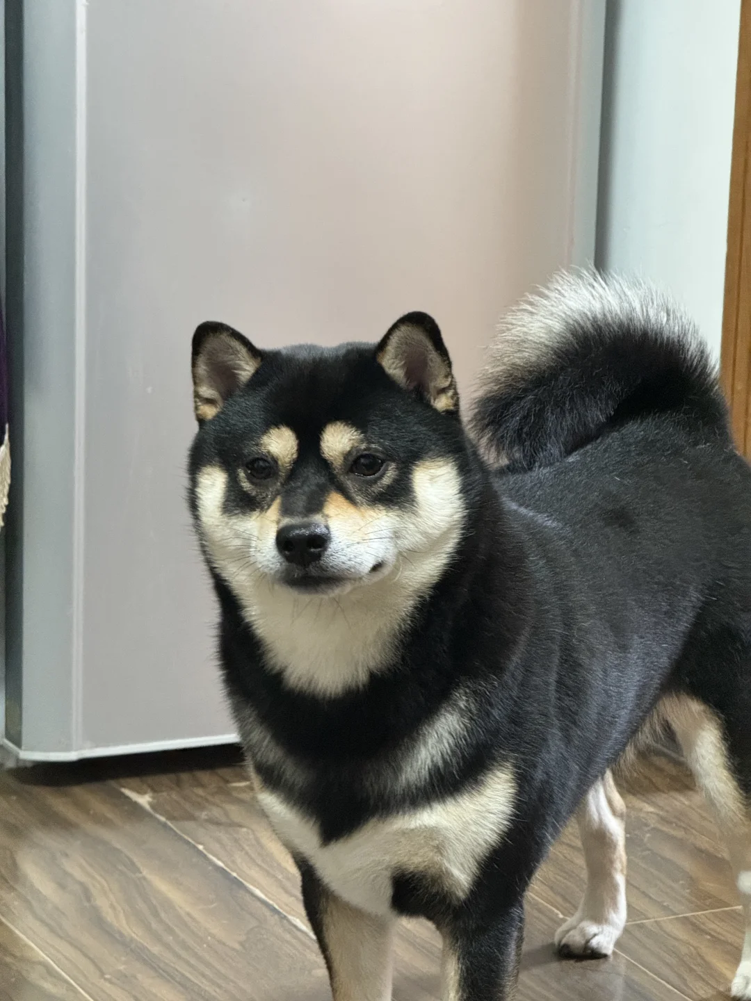 天真小胖上线