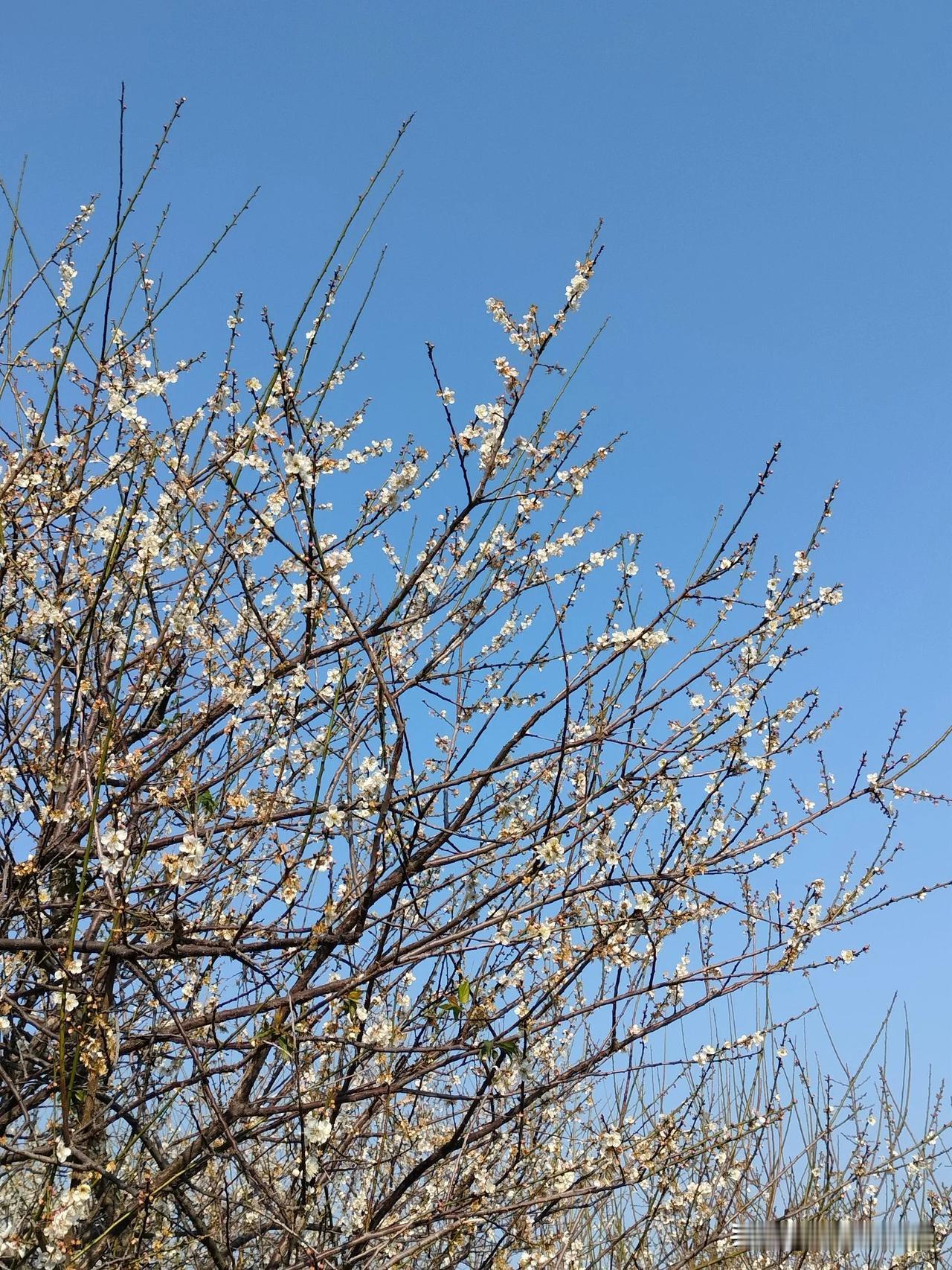 香雪踏梅，抬头看看，蓝天下的花儿开得正好，心情也跟着明媚起来！🌸🌞