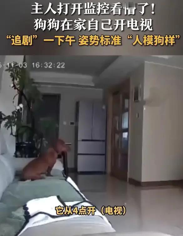 成精了！山东烟台，一网友偶然通过监控发现，自己家的狗狗居然会看电视，而且还看了好